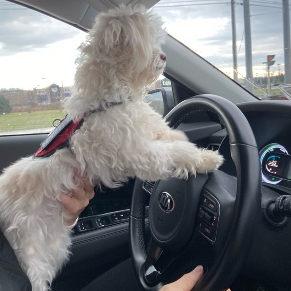 Meet your Posher, Kerry - Picture 1 of 1